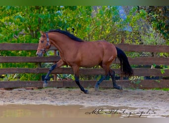 PRE Mix, Hengst, 3 Jahre, 163 cm, Brauner