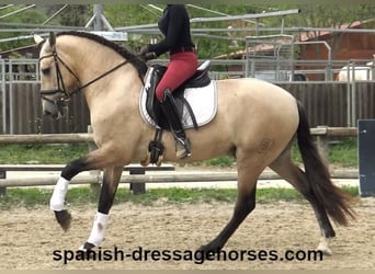 PRE Mix, Hengst, 3 Jahre, 163 cm, Buckskin