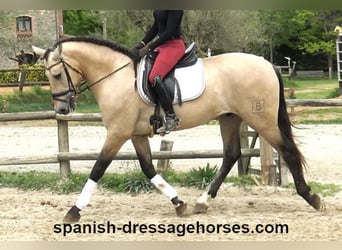 PRE Mix, Hengst, 3 Jahre, 163 cm, Buckskin