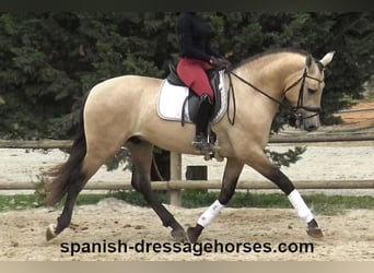 PRE Mix, Hengst, 3 Jahre, 163 cm, Buckskin