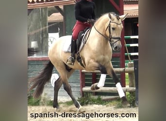 PRE Mix, Hengst, 3 Jahre, 163 cm, Buckskin