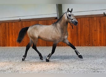 PRE Mix, Hengst, 3 Jahre, 163 cm, Buckskin