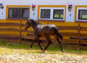 PRE, Hengst, 3 Jahre, 163 cm, Dunkelbrauner