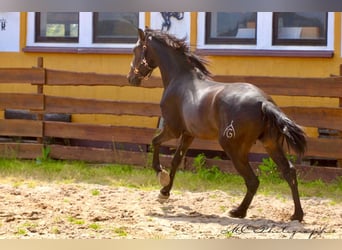 PRE, Hengst, 3 Jahre, 163 cm, Dunkelbrauner
