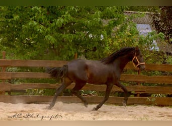 PRE, Hengst, 3 Jahre, 163 cm, Dunkelbrauner