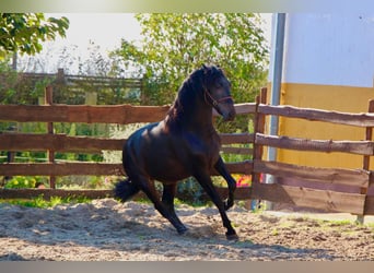 PRE, Hengst, 3 Jahre, 163 cm, Dunkelbrauner