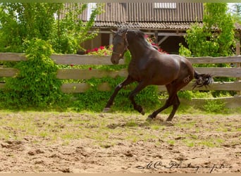PRE, Hengst, 3 Jahre, 163 cm, Dunkelbrauner