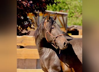 PRE, Hengst, 3 Jahre, 163 cm, Dunkelbrauner