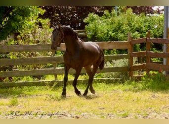 PRE, Hengst, 3 Jahre, 163 cm, Dunkelbrauner
