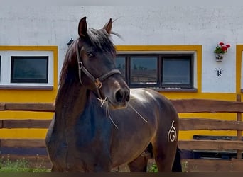 PRE, Hengst, 3 Jahre, 163 cm, Dunkelbrauner