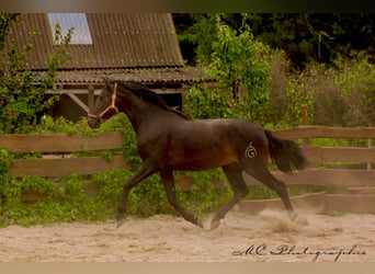 PRE, Hengst, 3 Jahre, 163 cm, Dunkelbrauner