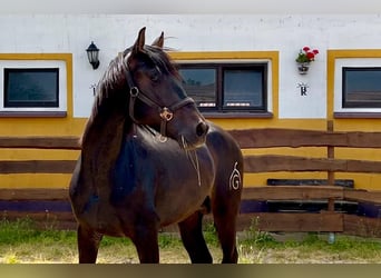 PRE, Hengst, 3 Jahre, 163 cm, Dunkelbrauner