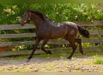 PRE, Hengst, 3 Jahre, 163 cm, Dunkelbrauner