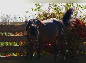 PRE, Hengst, 3 Jahre, 163 cm, Dunkelbrauner