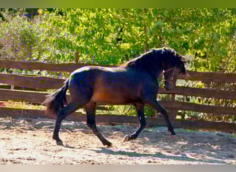 PRE, Hengst, 3 Jahre, 163 cm, Dunkelbrauner