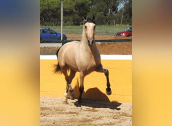 PRE Mix, Hengst, 3 Jahre, 163 cm, Falbe