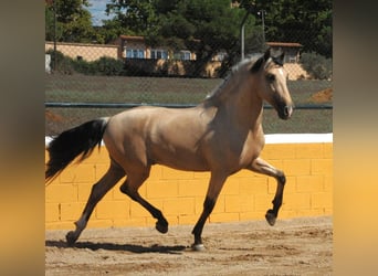 PRE Mix, Hengst, 3 Jahre, 163 cm, Falbe