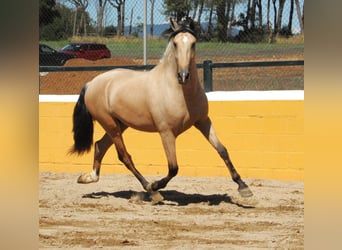 PRE Mix, Hengst, 3 Jahre, 163 cm, Falbe