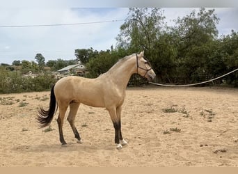 PRE Mix, Hengst, 3 Jahre, 163 cm, Falbe