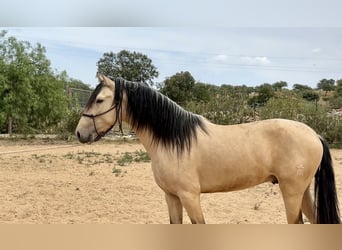 PRE Mix, Hengst, 3 Jahre, 163 cm, Falbe