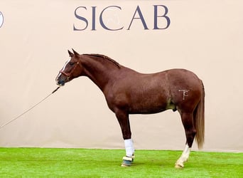 PRE Mix, Hengst, 3 Jahre, 163 cm, Fuchs