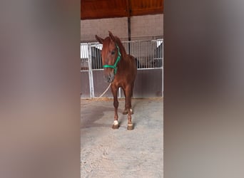 PRE, Hengst, 3 Jahre, 163 cm, Fuchs