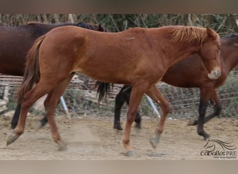 PRE, Hengst, 3 Jahre, 163 cm, Fuchs