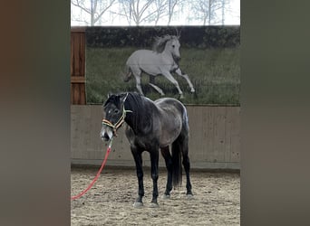 PRE, Hengst, 3 Jahre, 163 cm, Kann Schimmel werden