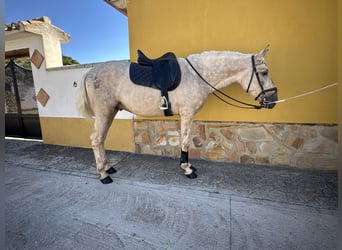 PRE, Hengst, 3 Jahre, 163 cm, Palomino