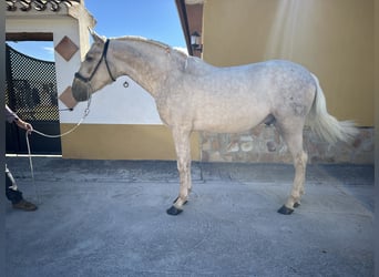 PRE, Hengst, 3 Jahre, 163 cm, Palomino