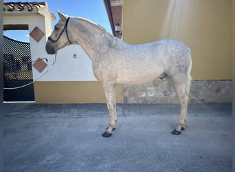 PRE, Hengst, 3 Jahre, 163 cm, Palomino