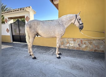 PRE, Hengst, 3 Jahre, 163 cm, Palomino