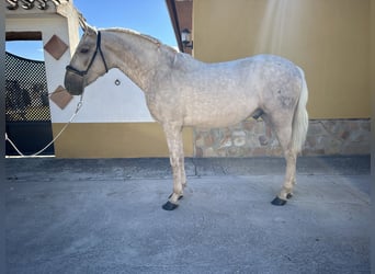 PRE, Hengst, 3 Jahre, 163 cm, Palomino