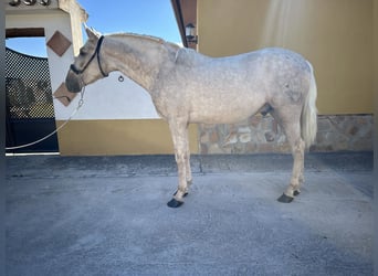 PRE, Hengst, 3 Jahre, 163 cm, Palomino