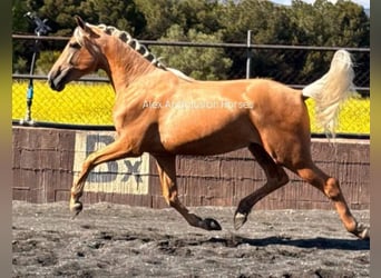 PRE Mix, Hengst, 3 Jahre, 163 cm, Palomino