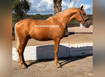PRE Mix, Hengst, 3 Jahre, 163 cm, Palomino