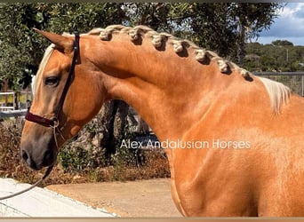 PRE Mix, Hengst, 3 Jahre, 163 cm, Palomino