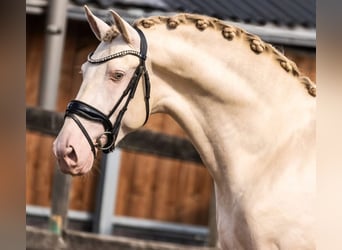 PRE Mix, Hengst, 3 Jahre, 163 cm, Perlino