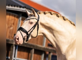 PRE Mix, Hengst, 3 Jahre, 163 cm, Perlino