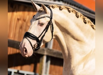 PRE Mix, Hengst, 3 Jahre, 163 cm, Perlino