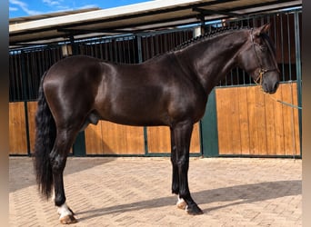 PRE, Hengst, 3 Jahre, 163 cm, Rappe
