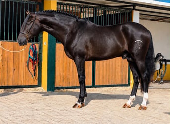 PRE, Hengst, 3 Jahre, 163 cm, Rappe
