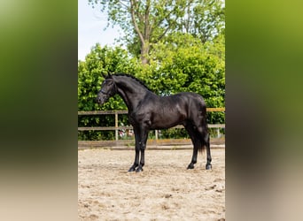 PRE Mix, Hengst, 3 Jahre, 163 cm, Rappe