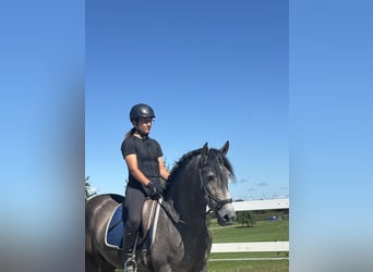 PRE, Hengst, 3 Jahre, 163 cm, Rappschimmel
