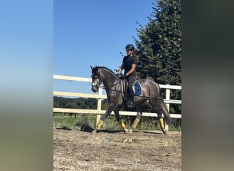 PRE, Hengst, 3 Jahre, 163 cm, Rappschimmel