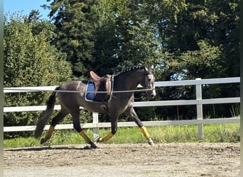 PRE, Hengst, 3 Jahre, 163 cm, Rappschimmel