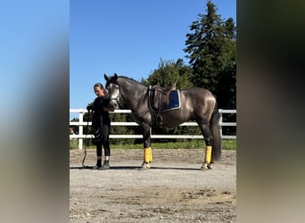 PRE, Hengst, 3 Jahre, 163 cm, Rappschimmel