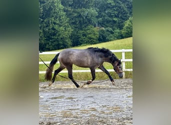 PRE Mix, Hengst, 3 Jahre, 163 cm, Rappschimmel