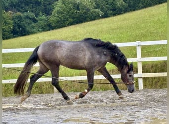 PRE Mix, Hengst, 3 Jahre, 163 cm, Rappschimmel