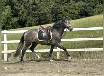 PRE Mix, Hengst, 3 Jahre, 163 cm, Rappschimmel